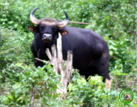 Tên gọi khác của bò tót là bò rừng Mã Lai hay bò rừng bizon Ấn Độ. Bò tót ở Việt Nam được xếp vào nhóm bò tót Đông Dương hay bò tót Đông Nam Á (có tên khoa học là Bos gaurus laosiensis hay Bos gaurus readei) được sách đỏ thế giới xếp vào nhóm động vật quý hiếm loại 1B, bảo tồn ở mức sắp nguy cấp.