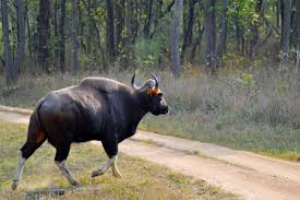 Hiện tượng săn bắn bò tót vẫn xẩy ra ở một số nơi chưa kiểm soát được.