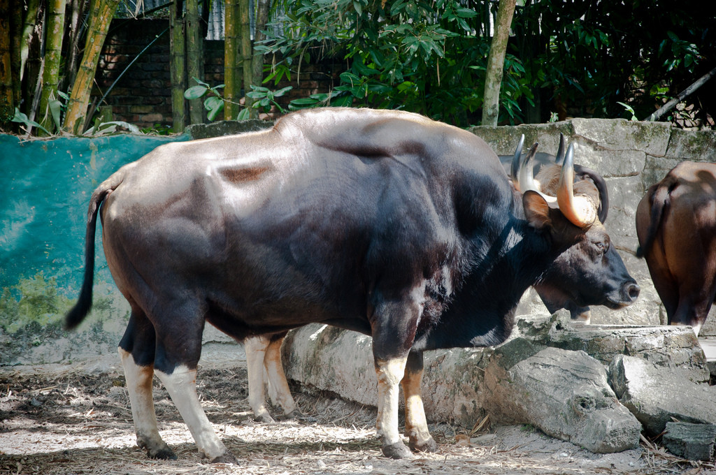 Đặc điểm ngoại hình và di truyền của bò tót ở rừng Việt Nam được xếp thành phân loài riêng, là loài bò tự nhiên to nhất thế giới với những con đực cao đến 2,2 m, nặng trên 2 tấn.