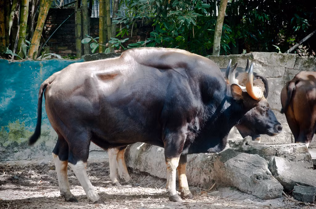 Đặc điểm ngoại hình và di truyền của bò tót ở rừng Việt Nam được xếp thành phân loài riêng, là loài bò tự nhiên to nhất thế giới với những con đực cao đến 2,2 m, nặng trên 2 tấn.