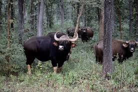 Loại bò quý hiếm này đã được đưa vào Sách đỏ Việt Nam, Nghị định 32/HĐBT và Nghị định 48/2002/NĐ-CP của Chính phủ cấm săn bắn, bẫy bắt và buôn bán. Cần cấm khai thác rừng ở những vùng còn Bò tót sinh sống để bảo vệ nơi ở cho loài này.