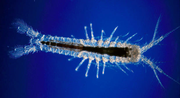 Một số loài tôm, cua sống ở những nơi không có ánh sáng lại tiến hóa theo xu hướng tiêu biến dần cơ quan thị giác – nghĩa là mắt thực sự dần biến mất.