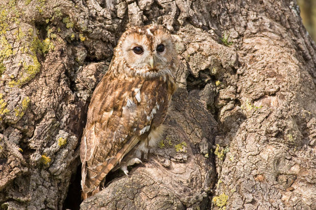 Biến đổi khí hậu đang buộc nhiều loài động vật phải thích nghi để tồn tại. Những con cú nâu ở Phần Lan là một ví dụ. Chúng thường có hai màu, màu nâu hoặc màu xám nhạt, trong đó cú xám thường sống dễ chịu hơn vào mùa đông do có thể ẩn mình trong tuyết, tránh kẻ thù.