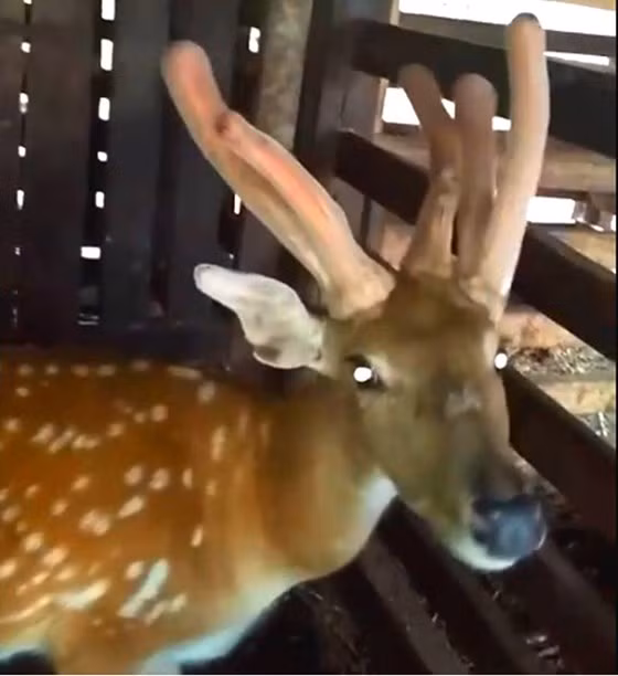 Huou duc moc 3 canh nhung 