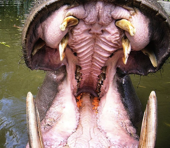 Năm 1990, nhóm du lịch do Paul Templer tại Zimbabwe bị một con hà mã đực phục kích. Ông cố gắng cứu một đồng nghiệp nhưng lại bị con hà mã xé toạc cả chân, cắt đứt một cánh tay, làm gãy xương sườn khiến xương đâm vào ngực. Nhưng cuối cùng, ông vẫn sống sót thần kỳ.