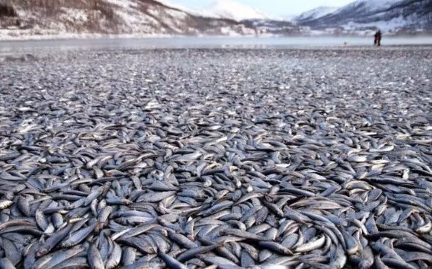 Cá chết hàng loạt và biến mất bí ẩn chỉ trong một đêm. Ngư dân ở Kvaenes thuộc Tromsoe, Na Uy vô cùng bất ngờ khi phát hiện hàng nghìn con cá trích chết bí ẩn trên bờ biển vào đúng thời khắc chuyển sang năm mới 2012. Ước tính, số lượng cá trích chết lên tới hơn 10.000 con. Tuy nhiên, sau đó 20 tấn cá lại đột ngột biến mất bí ẩn.