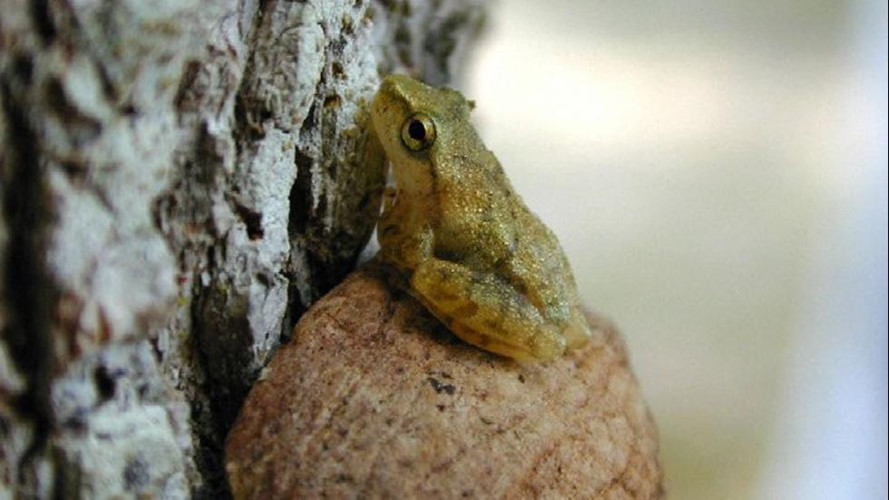 Ếch cây tí hon (còn được gọi là spring peeper) ở Maryland. Tiếng kêu của loài ếch cây tí hon (tên khoa học: Pseudacris crucifer) là một trong những dấu hiệu đầu tiên của mùa xuân ở Maryland. Tiếng gọi của ếch trong mùa sinh sản này rất quan trọng, bởi những con ếch nữ sẽ chọn bạn đời của nó qua tiếng gọi đó.