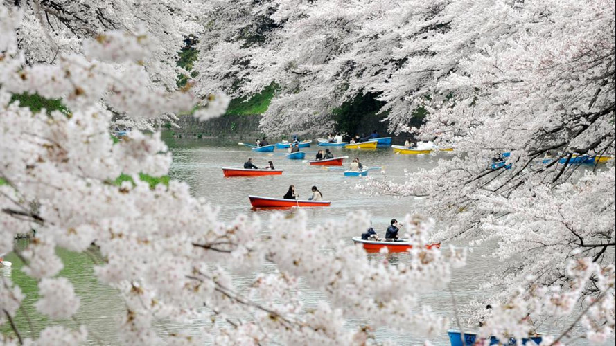 Hoa anh đào, hay còn gọi là sakura, nở khắp Nhật Bản từ cuối tháng Ba đến đầu tháng Tư. Khung cảnh thiên nhiên với những bông hoa đẹp tuyệt diệu thu hút hàng triệu khách du lịch địa phương và quốc tế đến chiêm ngưỡng mỗi năm.