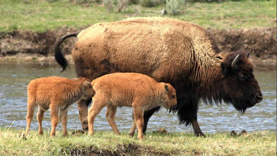 Mùa xuân là khoảng thời gian tuyệt vời cho du khách đến xem các loài động vật hoang dã ở Vườn quốc gia Yellowstone, Mỹ. Đó là khi một loạt các loài động vật sinh con, bao gồm cả những loài quý hiếm như gấu đen, cừu Bighorn, nai sừng tấm và bò rừng bizon, linh dương có gạc nhiều nhánh hay sói xám.