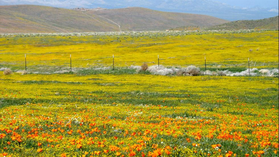 Ngắm hoa dại trên khắp nước Mỹ. Mùa xuân là thời điểm đánh dấu sự bừng nở của vô số loài hoa dại tuyệt đẹp. Vào cuối tháng Tư, Vườn quốc gia Dãy núi Great Smoky chứng kiến sự nở hoa của hơn 1.500 giống hoa dại, tạo nên cảnh tượng kỳ diệu.