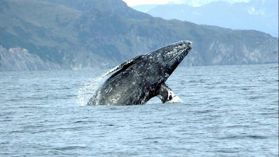 Cá voi xám di cư ở ngoài khơi bờ biển của Mỹ. Vào dịp đầu mùa xuân, người ta có thể tận mắt trông thấy hàng đàn cá voi xám di chuyển dọc các đường bờ biển ở Oregon và Washington. Những con cá voi xám di cư đến nơi kiếm ăn mới. Mùa xuân là khoảng thời gian tuyệt vời cho những người yêu động vật đi ngắm cá voi, khám phá các hiện tượng thiên nhiên, vì trong quá trình di cư, những con cá voi có xu hướng bơi gần bờ.