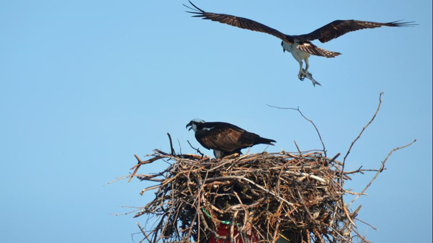 Khu vực Vịnh Chesapeake là nơi có mật độ chim ưng tụ tập đông nhất, tạo cơ hội cho du khách nhìn thấy những con chim ưng bay ở khoảng cách gần. Các cặp chim ưng biển di chuyển đến khu vực Vịnh Chesapeake để giao phối, làm tổ và nuôi con.