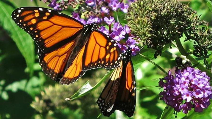 Mùa bướm di cư ở Mexico và Mỹ. Khi nhiệt độ ấm lên đánh dấu sự khởi đầu cho hành trình di cư của loài bướm Monarch. Hàng triệu con bướm phủ kín cả bầu trời, tràn ngập cánh đồng, đậu kín cây tạo nên cảnh tượng thu hút trên đường di cư.