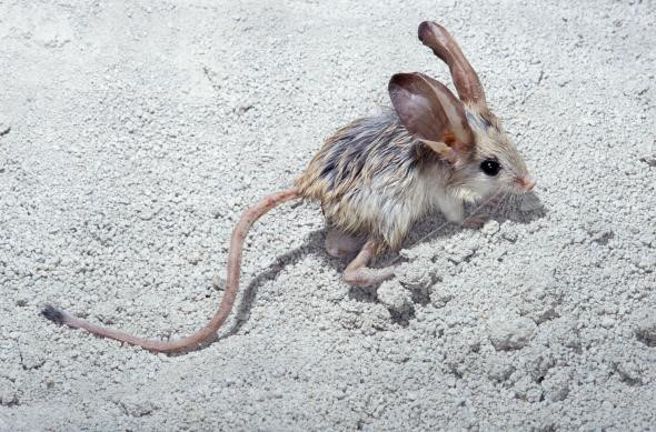 Chuột nhảy jerboa có nguồn gốc ở Bắc Phi và châu Á cũng có chiếc đuôi siêu dài. Cơ thể của chúng chỉ dài vỏn vẹn 8,9cm nhưng riêng chiếc đuôi của nó lại dài gần gấp đôi, 16cm, giúp chúng cân bằng khi nhảy ngang và nhảy cao. Nguồn: nationalgeographic