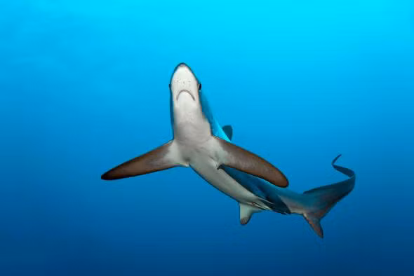 Cá nhám đuôi dài có chiếc đuôi dài ngang bằng chiều dài cơ thể nó. Nguồn: nationalgeographic