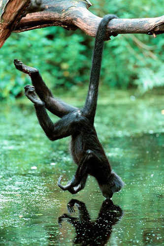 Ngoài thằn lằn, chuột nhảy jerboa tai dài thì những con khỉ nhện cũng là con vật có chiếc đuôi dài kì quái. Đuôi của nó dài gấp 1,9 lần chiều dài cơ thể nó. Nguồn: nationalgeographic