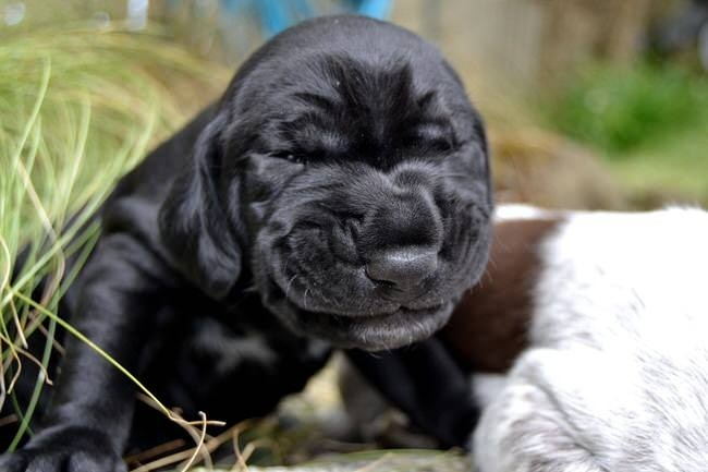 Chó hắt hơi để đồng loại của nó biết rằng nó đang trong tâm trạng vui vẻ chứ không phải thể hiện sự hung hăng như nhiều người lầm tưởng.