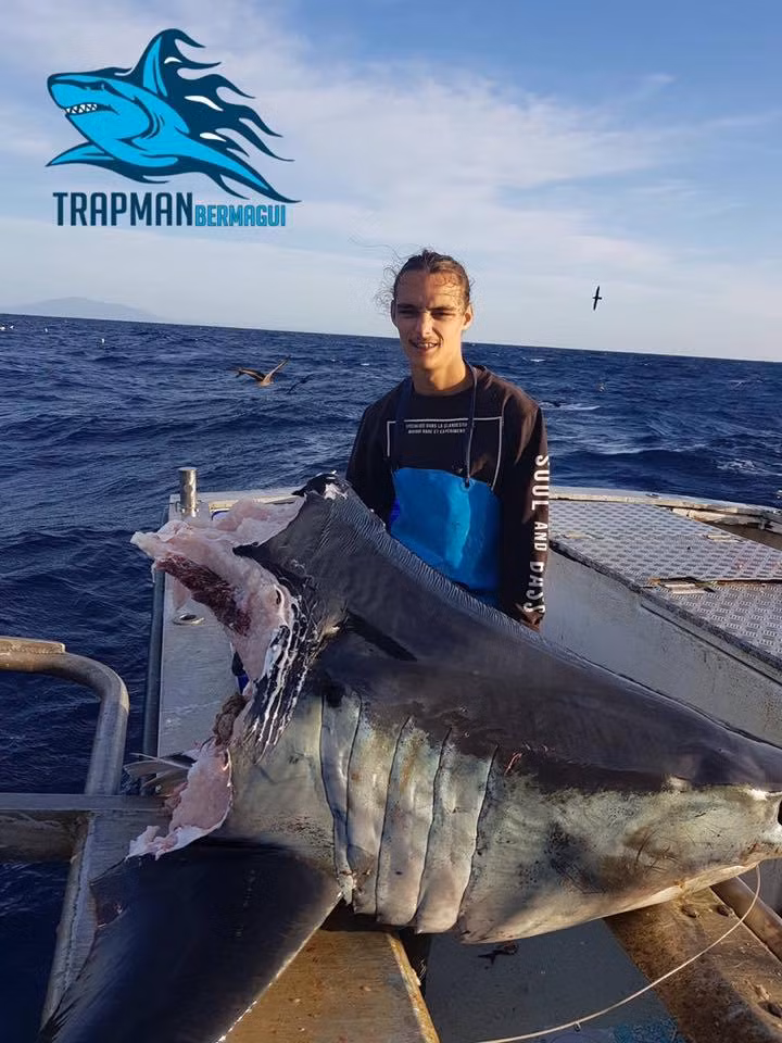 Cá mập khổng lồ bị “quái vật” bí ẩn cắn đứt đầu Ca map khong lo bi “quai vat” bi an can dut dau