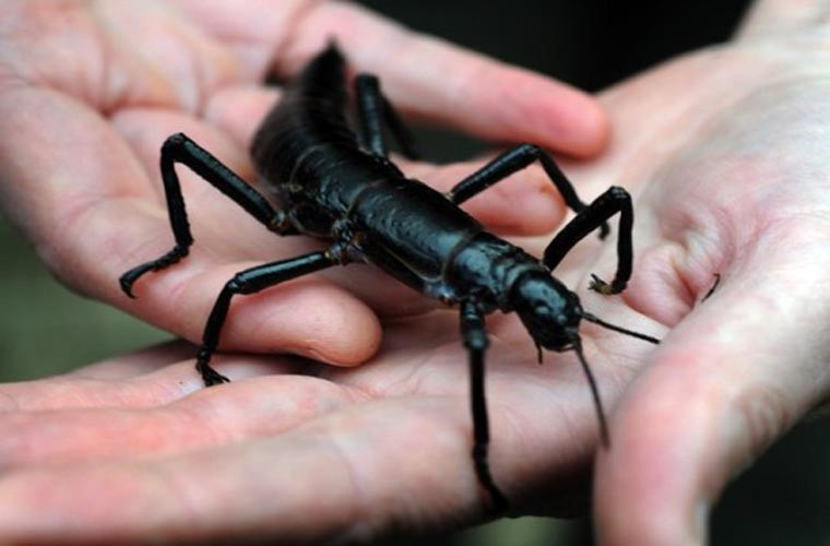 Loài côn trùng hiếm nhất- côn trùng que đảo Lord Howe.Loài này sống ở hòn đảo Lord Howe, giữa Australia và New Zealand. Loài côn trùng này từng một lần bị nhầm là tuyệt chủng, nhưng sau đó lại xuất hiện. Tuy vậy, số lượng của nó cực kỳ ít, chỉ khoảng 24 con, tính đến thời điểm được phát hiện.