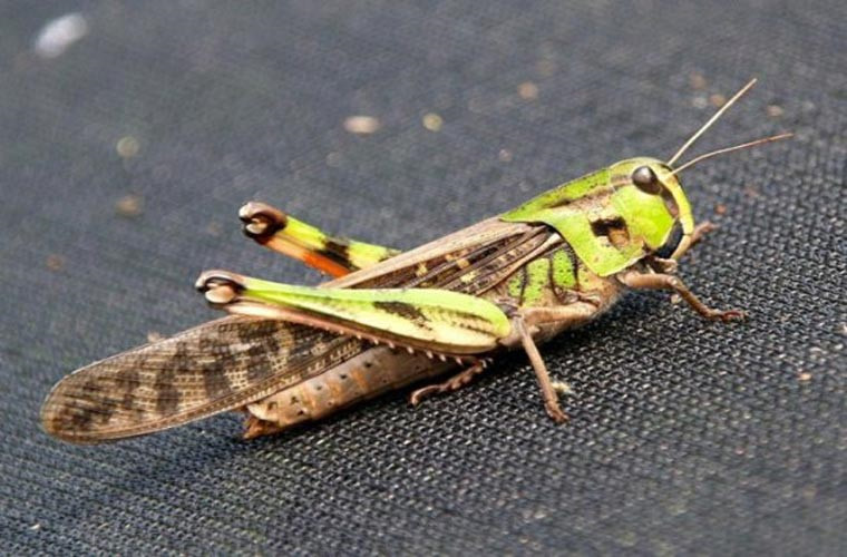 Loài côn trùng đáng sợ nhất- châu chấu di cư. Đây là loài khiến con người sợ hãi nhất, bởi khả năng phá hoại mùa màng vào loại “siêu đỉnh” của nó.