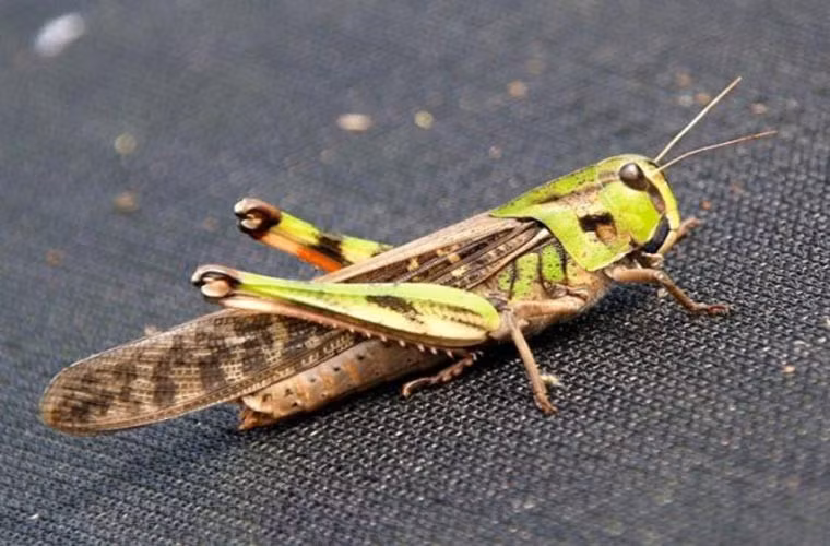 Loài côn trùng đáng sợ nhất- châu chấu di cư. Đây là loài khiến con người sợ hãi nhất, bởi khả năng phá hoại mùa màng vào loại “siêu đỉnh” của nó.
