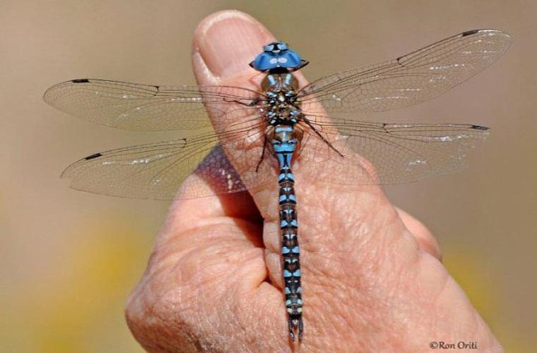 Loài bay nhanh nhất-Chuồn chuồn mạng khổng lồ phía Nam (Austrophlebia costalis). Loài này có tốc độ bay 56 km/h. Tuy nhiên, danh hiệu này được một số nhà khoa học cho rằng nên thuộc về loài bướm diều hâu, ruồi ngựa…
