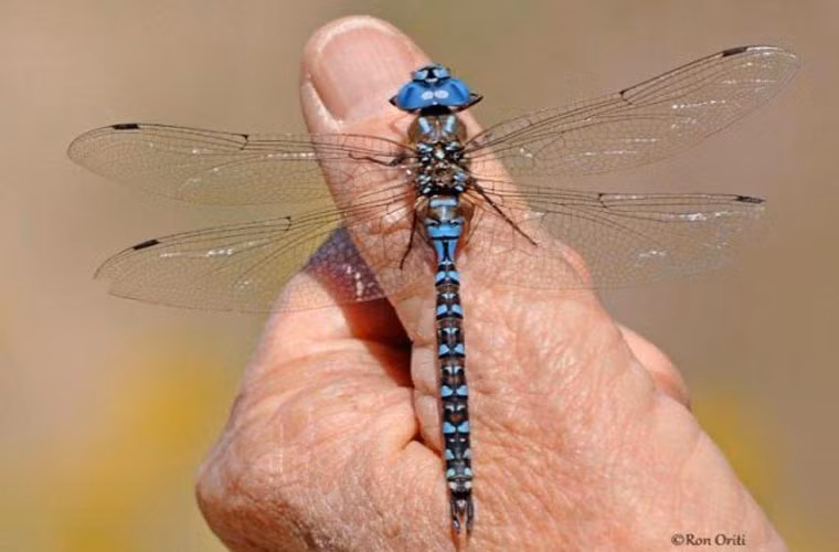 Loài bay nhanh nhất-Chuồn chuồn mạng khổng lồ phía Nam (Austrophlebia costalis). Loài này có tốc độ bay 56 km/h. Tuy nhiên, danh hiệu này được một số nhà khoa học cho rằng nên thuộc về loài bướm diều hâu, ruồi ngựa…