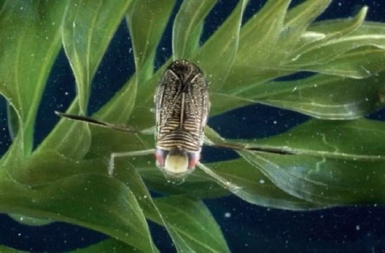 Loài côn trùng “to mồm” nhất-ve Micronecta Scholtzi. Đây là loài côn trùng “ồn ào” nhất so với kích thước cơ thể nó (Chỉ dài 2 mm, nhưng nó có thể tạo ra một âm thanh tới 99,2 dexibite).