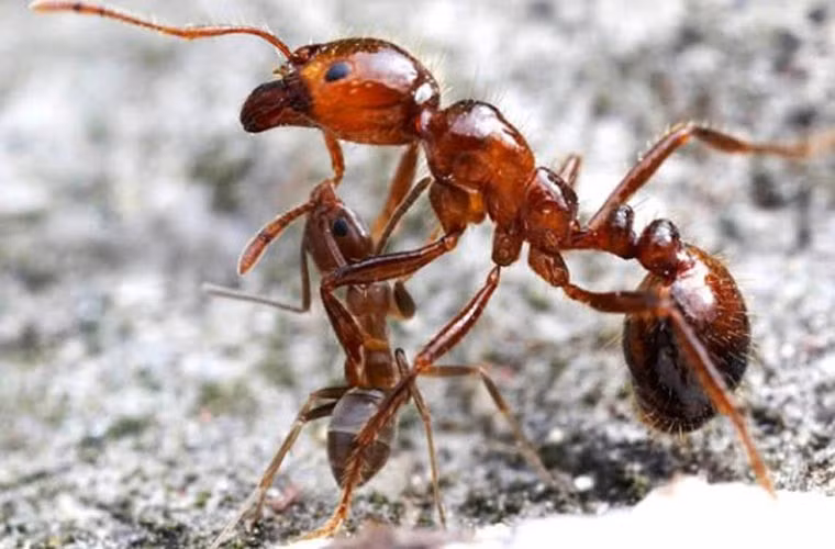Loài côn trùng có đàn lớn nhất-kiến Argentina. Các nhà khoa học phát hiện ra rằng các thành viên của loài này sống ở châu Mỹ, châu Âu, Nhật (chúng không bao giờ đánh nhau do ngửi được mùi cơ thể quen thuộc của thành viên trong gia đình). Nhiều thực nghiệm cho thấy nhưng đàn kiến khổng lồ này có thể thuộc vào cùng một đàn, trải rộng trên toàn thế giới.