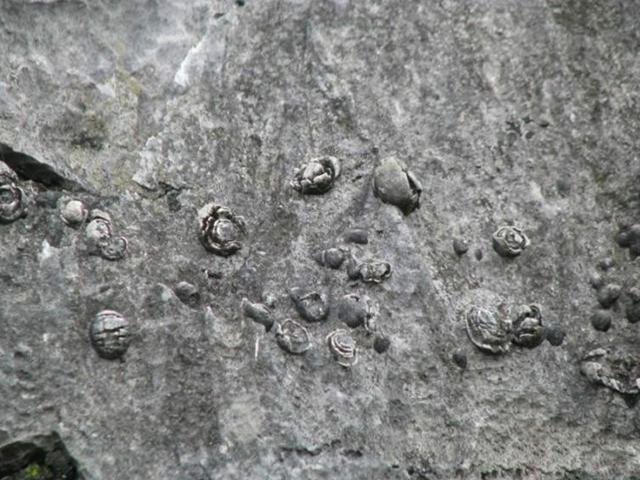 Tóm lại, hoa đá không phải là tác phẩm do con người tạo ra mà do thiên nhiên hình thành. Các chuyên gia nói rằng đây không phải là những viên đá thông thường mà là đá vôi cùng với đá thiên thạch va vào nhau cách đây hàng triệu năm.