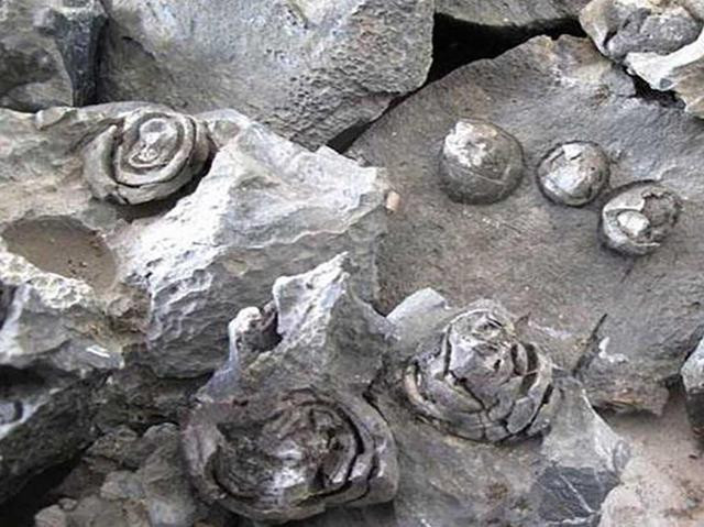 Những “bông hoa đá” lớn nhất có đường kính khoảng 6-7cm, nhỏ thì khoảng 2-3cm. Người dân địa phương đã đặt tên cho những bông hoa đá này là “hoa hồng”, chỉ bởi hình dạng của nó quá giống với những bông hoa hồng trong tự nhiên.