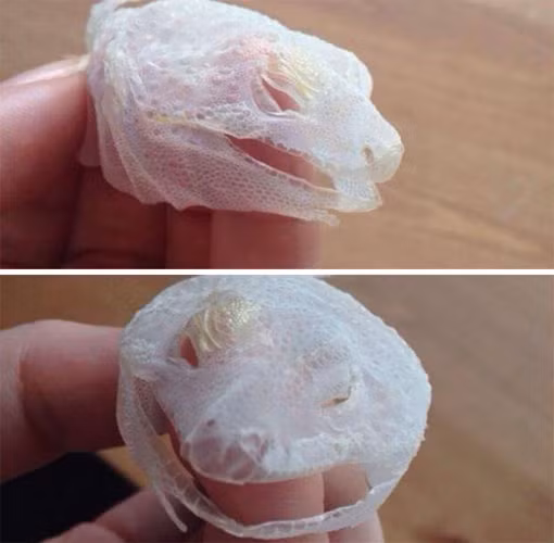 Phần da đầu vừa mới lột của một con thằn lằn.