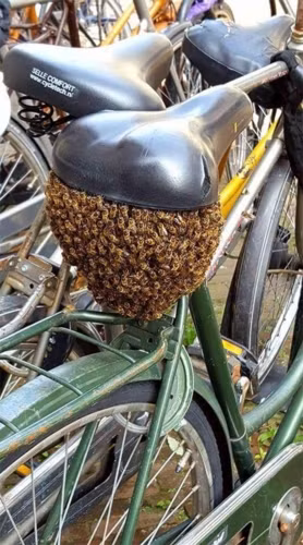 Chủ nhân của chiếc xe đạp này chắc chắn không khỏi kinh hãi khi thấy tổ ong bự dưới yên xe.