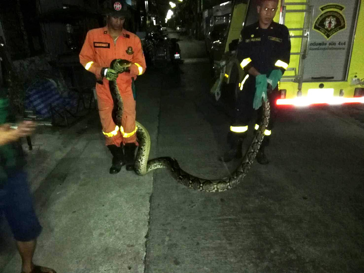 Bat tran quai vat to khung khiep tren mai nha-Hinh-3