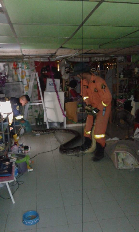 Bat tran quai vat to khung khiep tren mai nha-Hinh-2