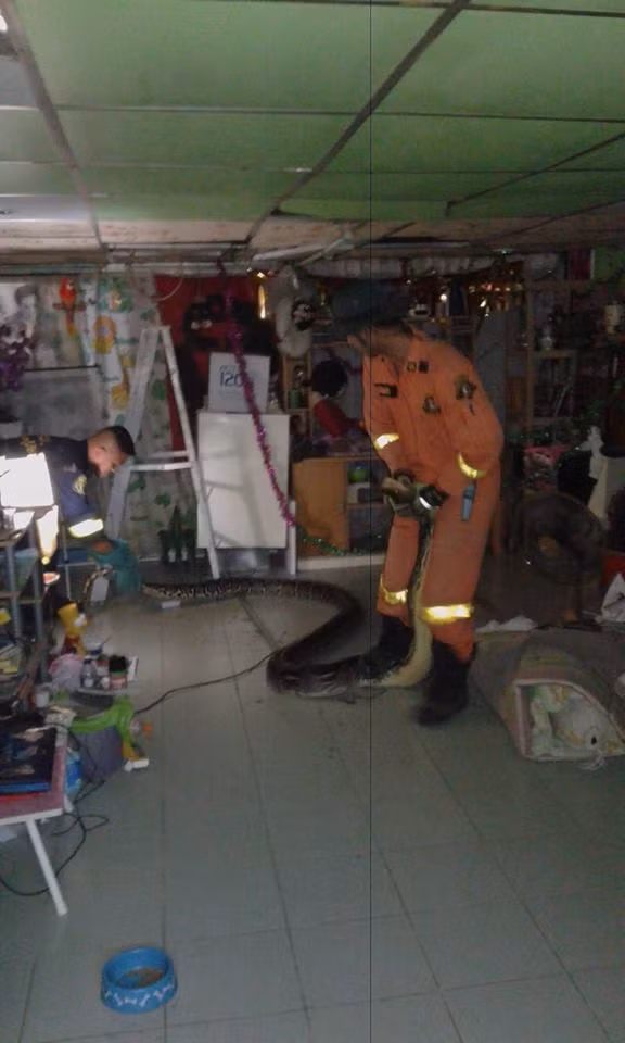 Bắt trăn quái vật to khủng khiếp trên mái nhà - Hình 2 Bat tran quai vat to khung khiep tren mai nha-Hinh-2