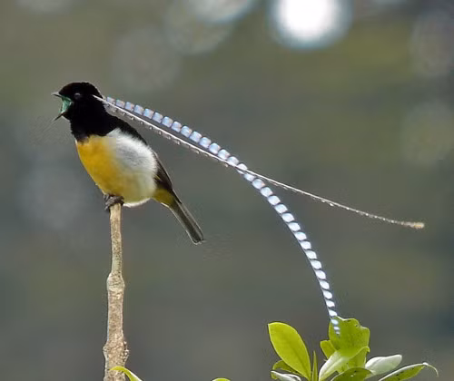 Chim thiên đường vua Saxony là một giống chim đặc hữu chỉ có ở vùng núi rừng New Guinea. Chim thiên đường Saxony đực sở hữu “đôi lông mày” rất dài và ấn tượng. Đây là yếu tố để chim đực thu hút con cái trong mùa sinh sản.