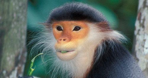 Theo các nhà khoa học, loài khỉ có khả năng biểu hiện đa dạng cảm xúc trên khuôn mặt. Cũng giống như con người, khỉ cũng biểu hiện trên khuôn mặt khi nó nhận ra bạn hay thù. Các dấu hiệu phức tạp ngày càng được loài khỉ sử dụng để phân biệt giữa các thành viên trong gia đình. Loài khỉ sống trong cộng đồng lớn thường có biểu hiện khuôn mặt phức tạp hơn. Trong khi đó, loài khỉ sống trong thị trấn nhỏ lại có khuôn mặt giản dị hơn.