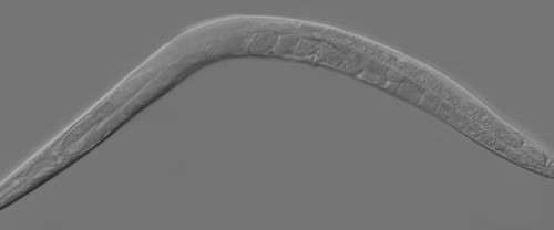 Loài sâu C. elegans có ăng-ten trên đầu. Tháng 6/2015, các nhà khoa học thuộc Đại học Texas phát hiện ra một bộ phận nhỏ trên đầu loài sâu C. elegans có chức năng như một chiếc ăng-ten ti vi. Trước đây, người ta vẫn cho rằng loài sâu này bị mù. Các nhà khoa học cũng phát hiện ra rằng họ có thể chỉ huy loài sâu này bằng cách thay đổi từ trường trong phòng thí nghiệm.