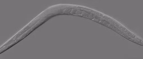 Loài sâu C. elegans có ăng-ten trên đầu. Tháng 6/2015, các nhà khoa học thuộc Đại học Texas phát hiện ra một bộ phận nhỏ trên đầu loài sâu C. elegans có chức năng như một chiếc ăng-ten ti vi. Trước đây, người ta vẫn cho rằng loài sâu này bị mù. Các nhà khoa học cũng phát hiện ra rằng họ có thể chỉ huy loài sâu này bằng cách thay đổi từ trường trong phòng thí nghiệm.