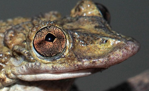 Ếch có nọc độc trên đầu. Có hai loài ếch độc nhất có gai nhỏ xíu trên đầu và môi trên của nó là ếch Greening và ếch Bruno’s casque-headed. Những gai nhỏ xíu này giúp con ếch tiêm nọc độc trực tiếp vào máu của bất kỳ kẻ tấn công nào. Nọc độc của loài ếch này gấp 25 lần nọc độc của rắn lục Brazil.