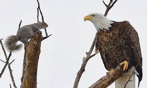 Soc nho be duong dau sat thu dai bang dau trang