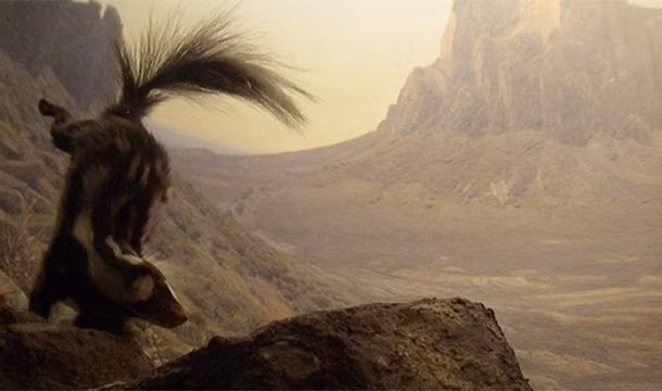 Chồn hôi Spilogale sẽ làm hết sức mình kể cả việc trồng chuối để xua đuổi kẻ thù.