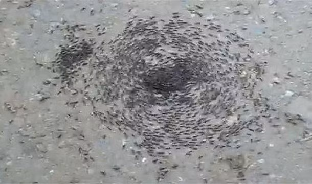 Đi bộ đến chết là hành động kỳ dị của loài kiến quân đội (army). Loài kiến này bị mù và chúng sẽ lần theo mùi của những đồng loại để về tổ, tuy nhiên nếu có sự sai lầm nào đó, những con kiến này sẽ đi bộ thành một "vòng tròn tử thần", chúng sẽ đi vòng quanh mãi cho đến khi chết vì kiệt sức.