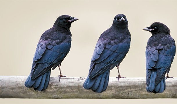 Quạ là loài chim thù dai nhất. Những con quạ có khả năng ghi nhớ khuôn mặt của con người và dường như nếu chúng đặc biệt thích hoặc không thích bạn, chúng sẽ không quên bạn. Thú vị hơn là con cái của những con quạ sau này sẽ cũng sẽ mang mối hận thù "gia truyền".