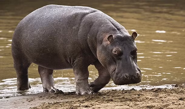 Thu hút bạn tình bằng chất thải là một trong những hành vi kỳ cục nhất thế giới của hà mã. Khi muốn thu hút bạn tình của mình, hà mã sẽ đi tiểu và đi ngoài cùng một lúc.