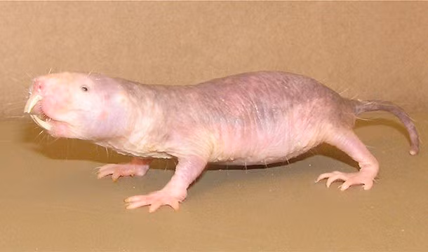 Chuột chũi có khả năng chạy ngược nhanh kỳ dị. Bị mù hoàn toàn và sống trong bóng tối quanh năm suốt tháng khiến cho chuột chũi có thể chạy tiến chạy lùi nhanh như nhau.