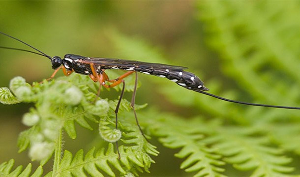 Loài ong này xứng đáng là một loài động vật máu lạnh, biến thái nhất trong vương quốc động vật. Mỗi khi bắt được một nạn nhân (thường là sâu bướm), ong bắp cày sẽ tiêm trứng vào cơ thể của nạn nhân, làm tê liệt nạn nhân, và sau đó ăn con mồi trong khi nó vẫn còn sống một cách vô cùng tàn nhẫn.