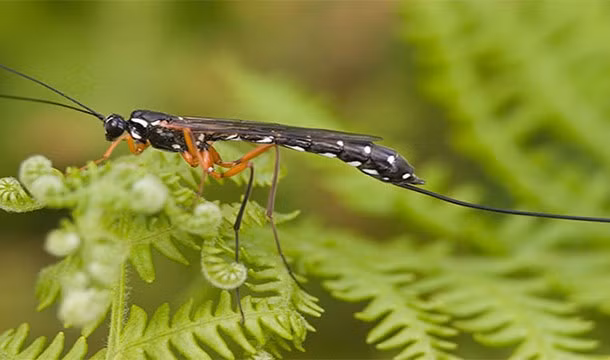 Loài ong này xứng đáng là một loài động vật máu lạnh, biến thái nhất trong vương quốc động vật. Mỗi khi bắt được một nạn nhân (thường là sâu bướm), ong bắp cày sẽ tiêm trứng vào cơ thể của nạn nhân, làm tê liệt nạn nhân, và sau đó ăn con mồi trong khi nó vẫn còn sống một cách vô cùng tàn nhẫn.