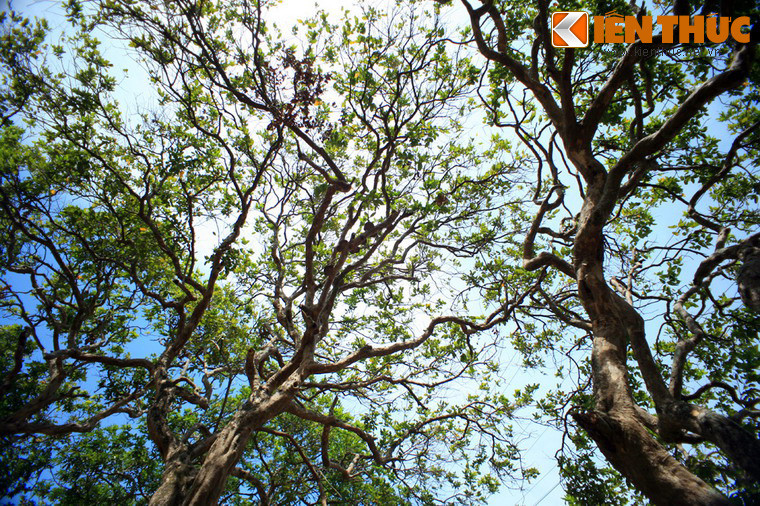 Nhiều cây nhãn ở vườn nhãn cổ Bạc Liêu đã trên dưới 100 tuổi. Tương truyền, khi người Hoa di cư đến đây đầu thế kỷ 19, ông Trương Hưng mang hai giống nhãn Trung Quốc sang trồng trên đất giồng cát Bạc Liêu thì cả cây thích nghi và phát triển tốt, được nhiều người ưa chuộng.